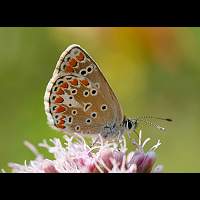 photograph of Brown Argus