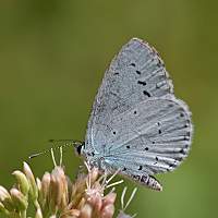 photograph of Celastrina argiolus