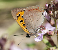 photo of Lycaena phlaeas