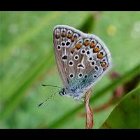 photograph of Common Blue