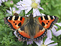 photograph of Aglais urticae