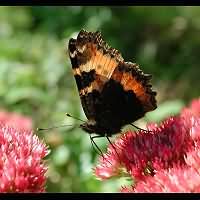 photograph of Small Tortoiseshell