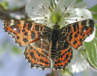 foto van Map Butterfly