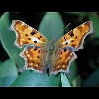 foto Polygonia c-album