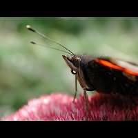 photograph of Vanessa atalanta