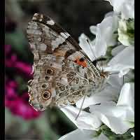 foto Vanessa cardui