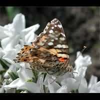 photograph of Vanessa cardui