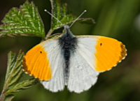 photograph of Anthocharis cardamines