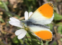 photograph of Anthocharis cardamines