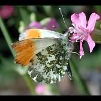 photograph of Orange Tip