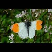 photograph of Anthocharis cardamines