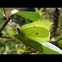 foto Gonepteryx rhamni