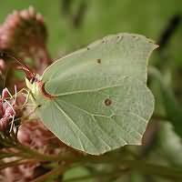 foto Gonepteryx rhamni