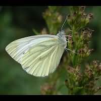 foto Pieris napi