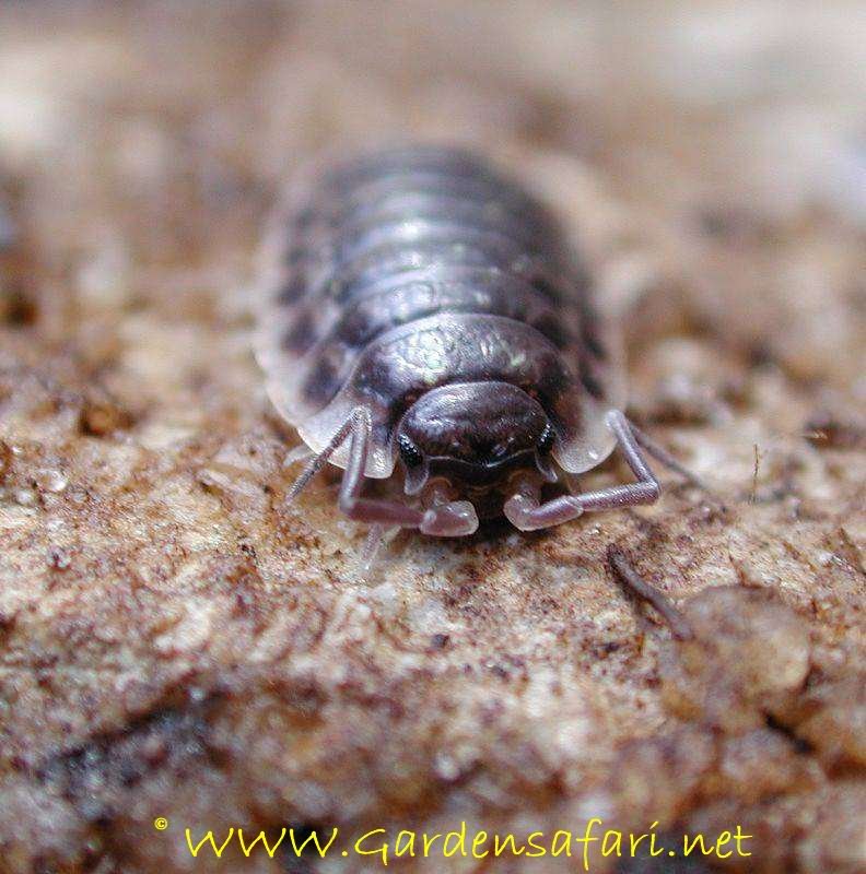 photograpg Common Shiny Woodlouse