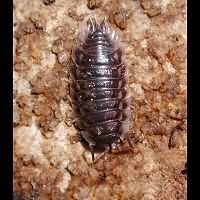 foto van Common Shiny Woodlouse