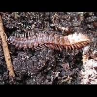 foto Polydesmus angustus