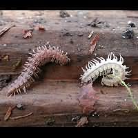 photograph  of Flat-backed Millipede (Polydesmus angustus)