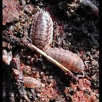 foto van Porcellio scaber