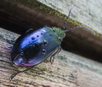 picture of Alder Leaf Beetle, Agelastica alni