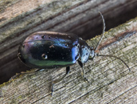 picture of Alder Leaf Beetle, Agelastica alni