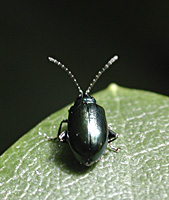 picture of Altica oleracea, Altica oleracea