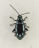 picture of Altica oleracea, Altica oleracea