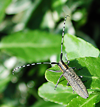 fotos van Agapanthia villosoviridescens bovenkant