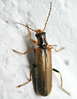 photo og Soldier Beetle Cantharis decipiens