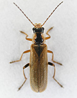 foto van soldaatje Cantharis decipiens