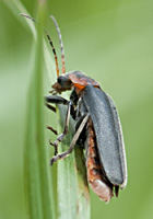 foto van zwartpootsoldaatje (Cantharis fusca)