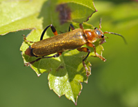 photograph of Soldier Beetle (Cantharis livida)