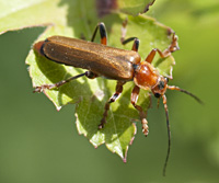 photograph of Soldier Beetle (Cantharis livida)