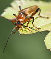 foto van geel soldaatje  (Cantharis livida)