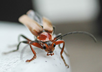 foto van geel soldaatje  (Cantharis livida)