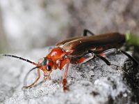 photograph of Soldier Beetle (Cantharis livida)