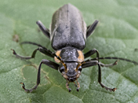 photograph of Soldier Beetle (Cantharis obscura)