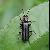 photograph of Soldier Beetle (Cantharis obscura)