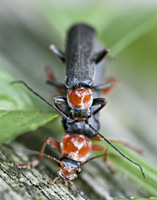 foto van weekschildkever, soldaatje (Cantharis pellucida)