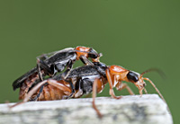 foto van weekschildkever, soldaatje (Cantharis pellucida)