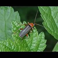 photograph of Soldier Beetle (Cantharis pellucida)