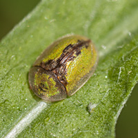 photograph of Tortoise Beetle