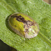 foto van Distelschildpadkever, Cassida vibex