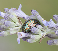 foto van Rozemarijngoudhaantje, Chrysolina americana