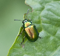 picture of Tansy Beetle, Chrysolina graminis