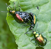 picture of Tansy Beetle, Chrysolina graminis