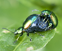 foto van Grote goudhaan, Chrysolina graminis