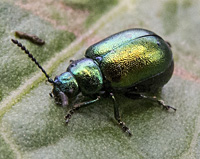 foto van Grote goudhaan, Chrysolina graminis