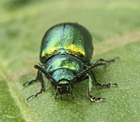 foto van Grote goudhaan, Chrysolina graminis