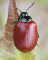 picture of Poplar Leaf Beetle, Chrysomela populi